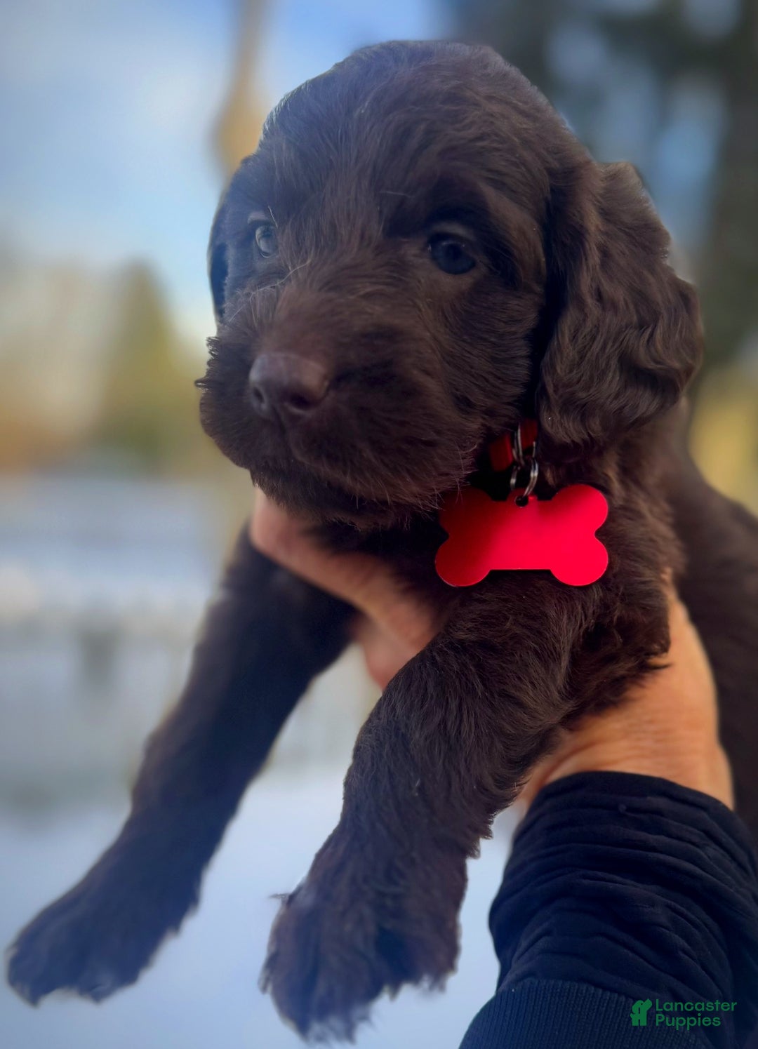 Labradoodle dogs for sale: Labradoodle Puppy 1 - Ad 2