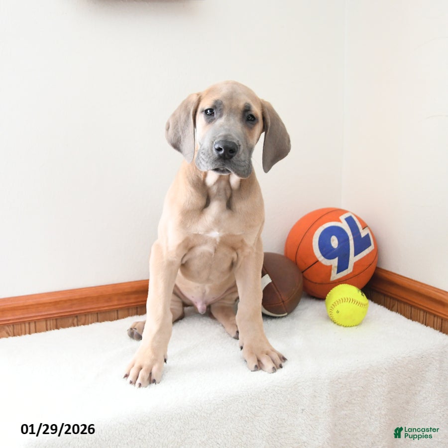 Great Dane dogs Ian - Ad 1