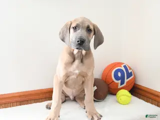 Great Dane dogs Ian - Ad 1