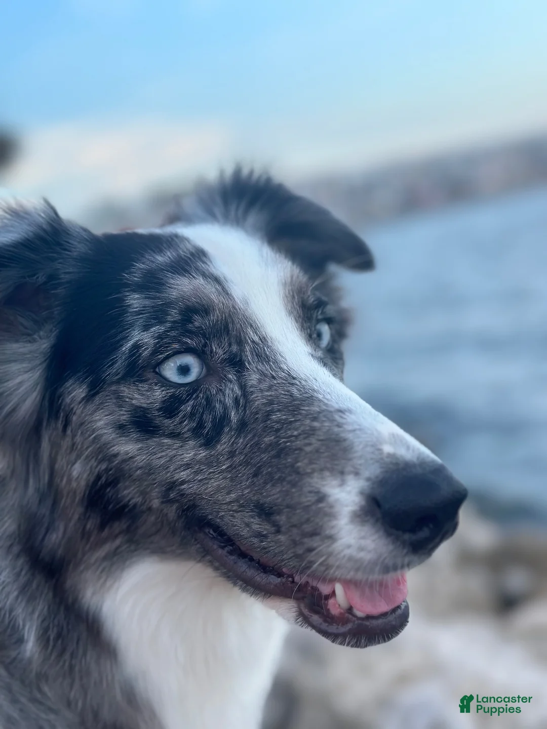 Mixed Breed dogs for sale: Sunshine  - Ad 4