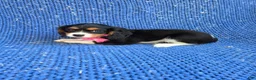 Cavalier King Charles Spaniel dogs for sale: Beth  - Ad 1