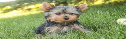Yorkshire Terrier dogs for sale: Aspen - Ad 6