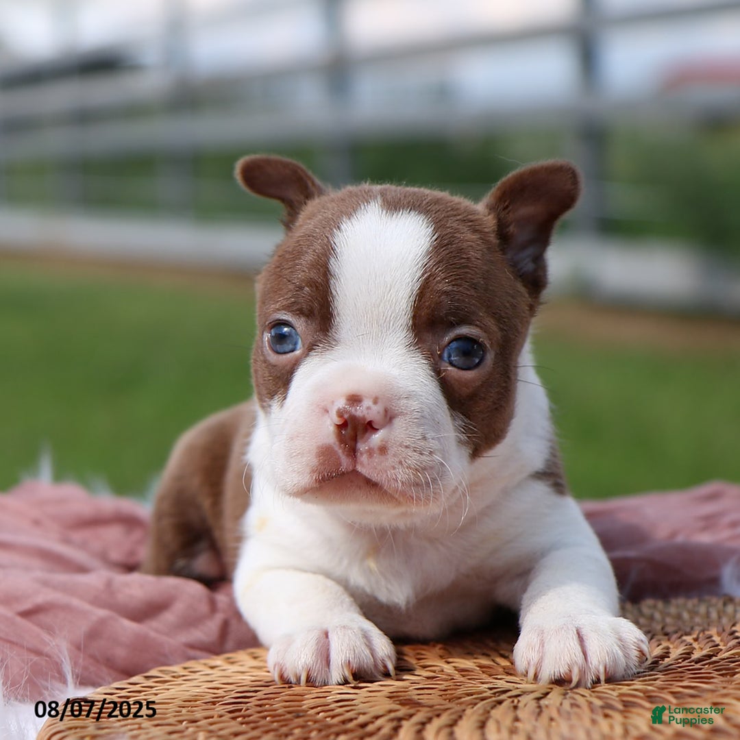 Bulldog Facts French Bulldog Boston Terrier Difference Bull Dog