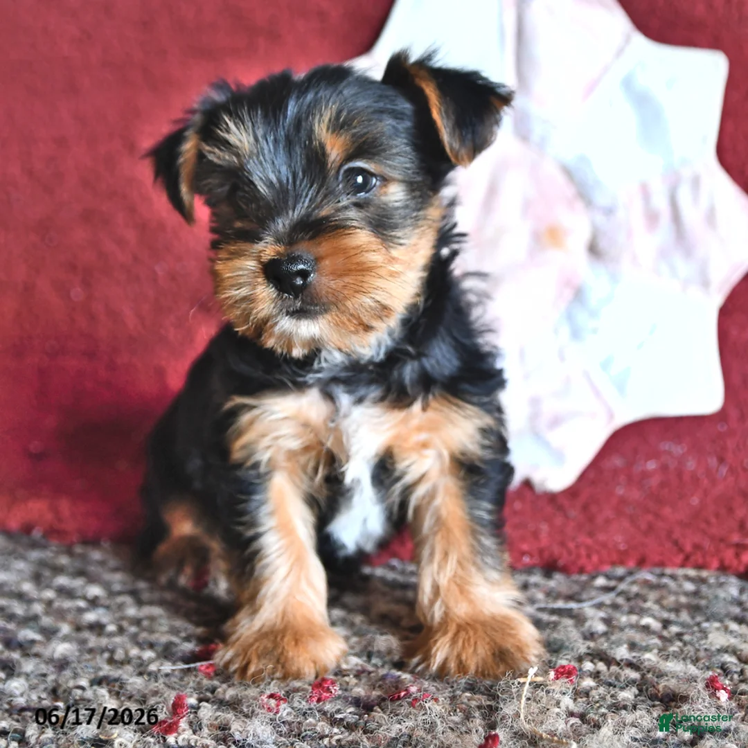 Yorkshire Terrier dogs for sale: Jack  - Ad 2