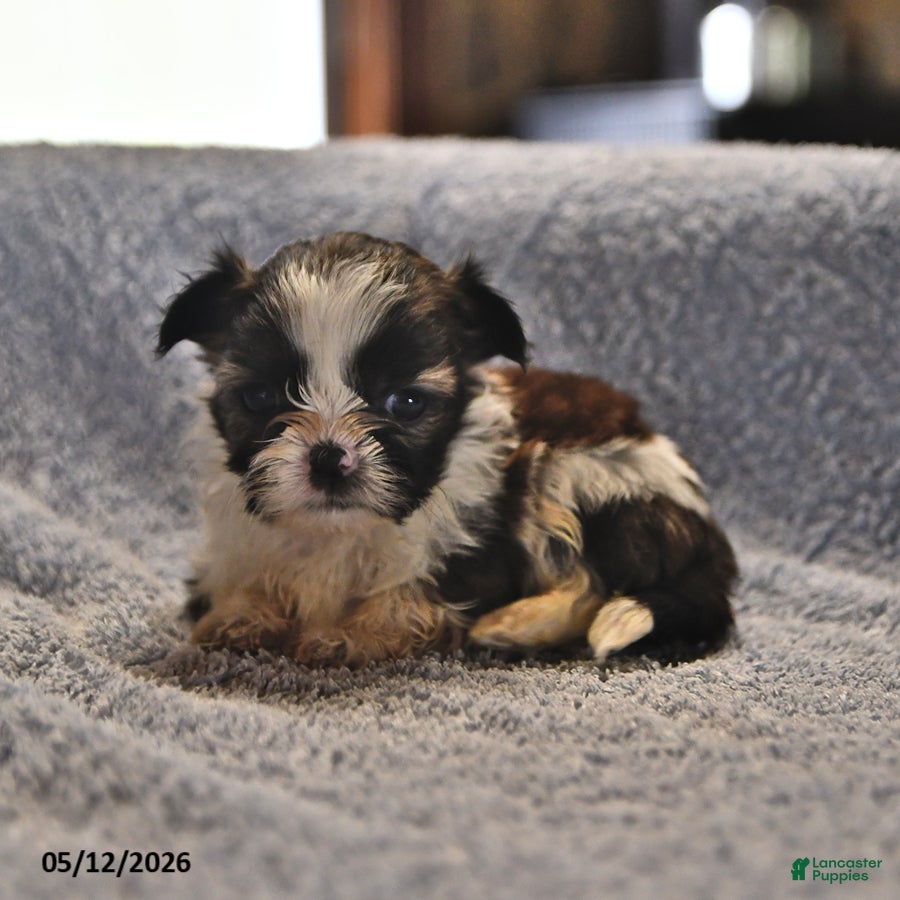 Shih Tzu dogs Jay - Ad 1