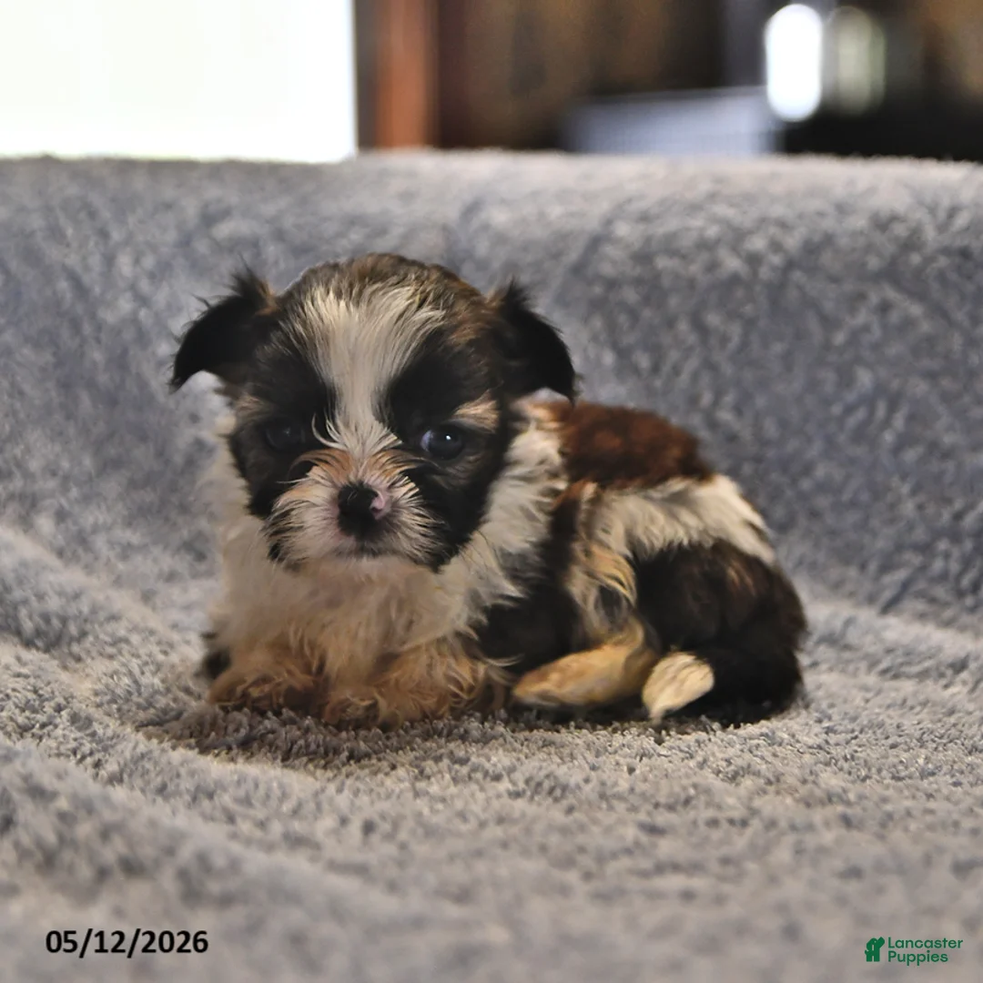 Shih Tzu dogs for sale: Jay - Ad 1