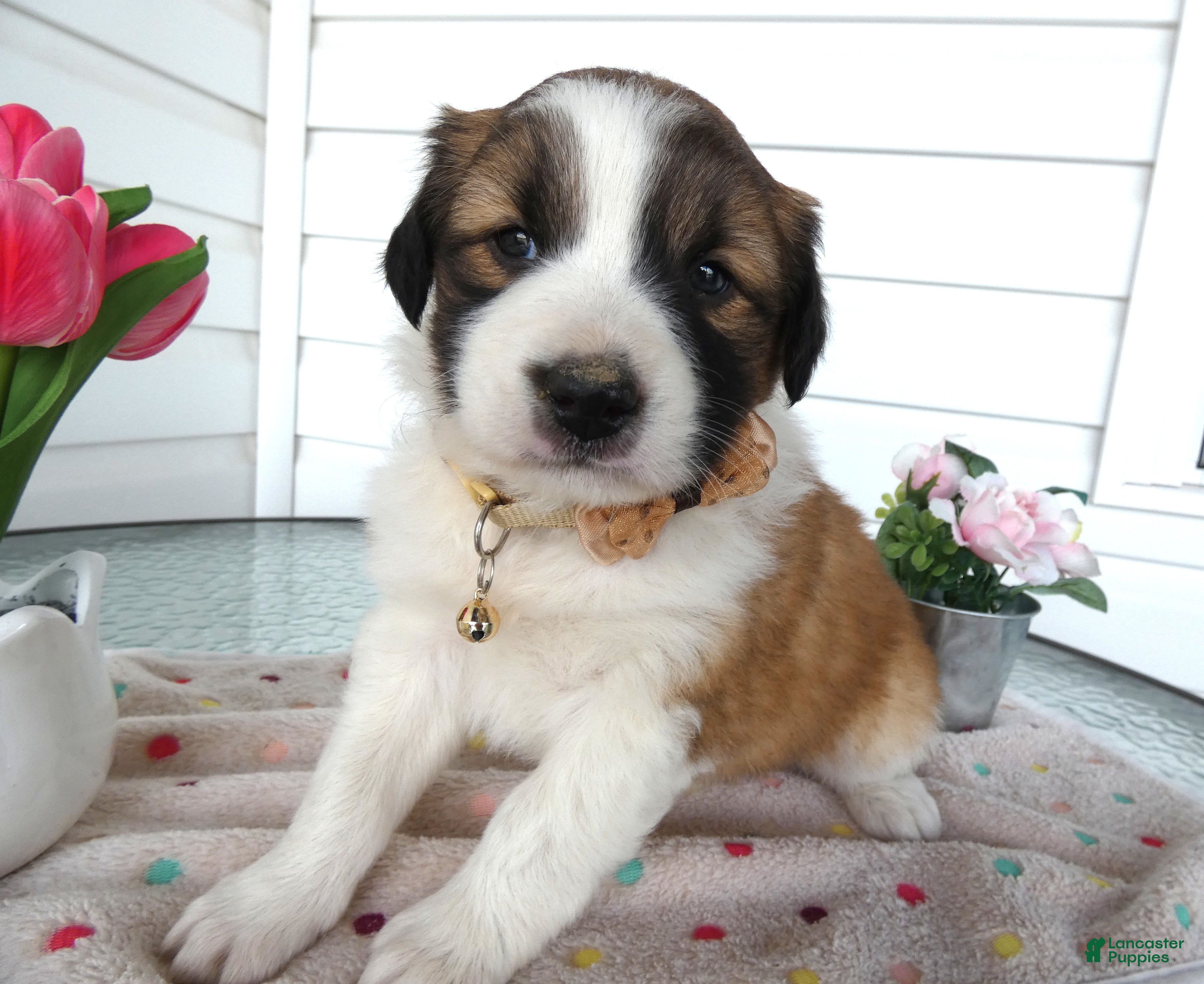 Border Collie dogs Border Collie Puppy 3 Bucky - Ad 32