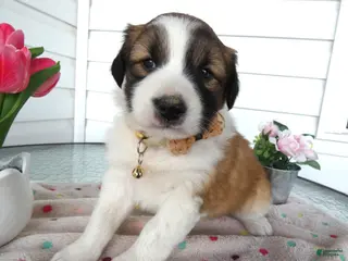 Border Collie dogs Border Collie Puppy 3 Bucky - Ad 32