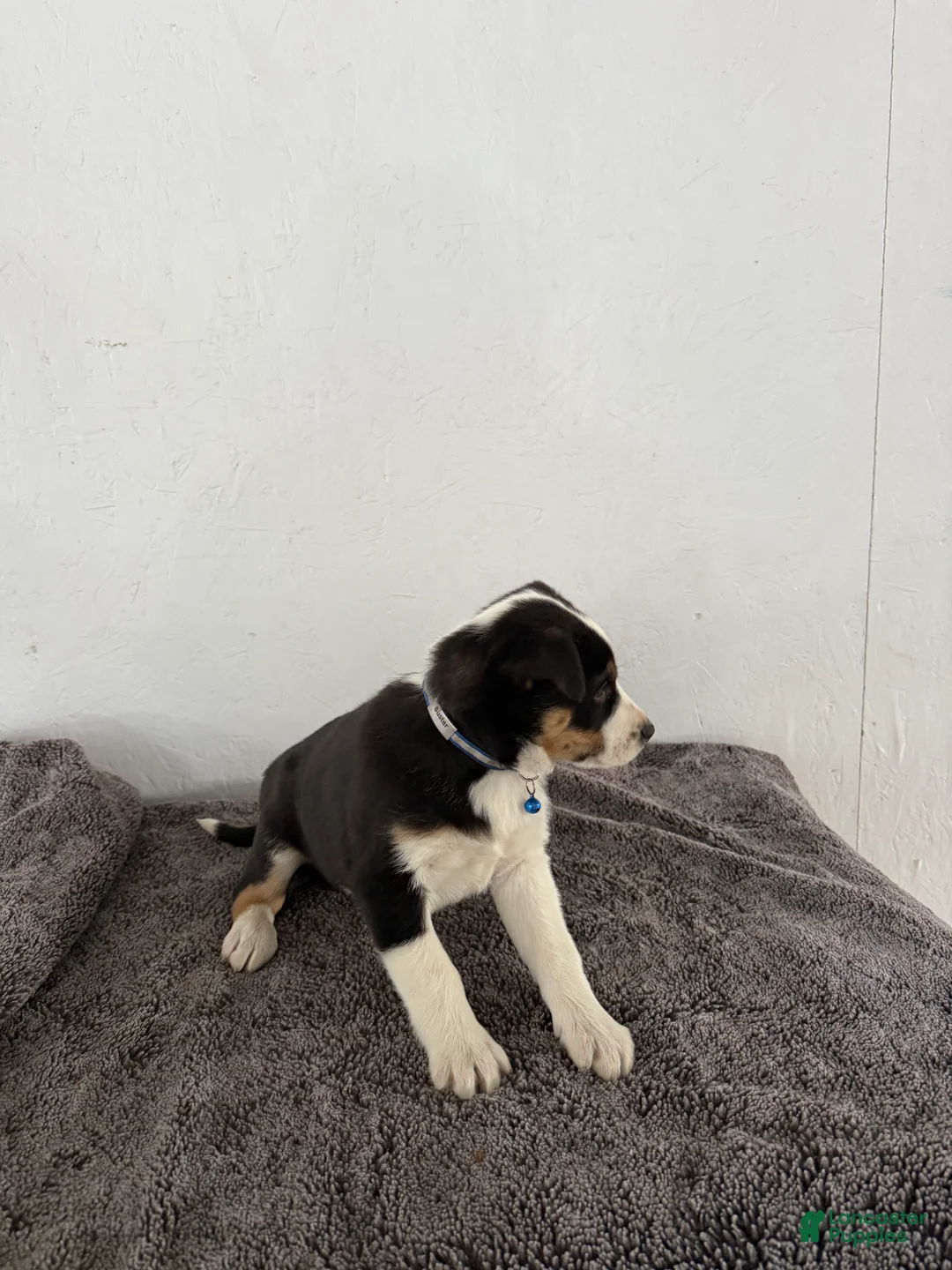 Mixed Breed dogs for sale: Buster - Ad 8