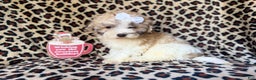 Maltipoo dogs for sale: Ginger - Ad 9