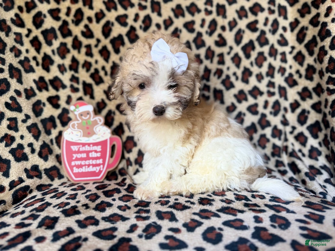 Maltipoo dogs for sale: Ginger - Ad 9