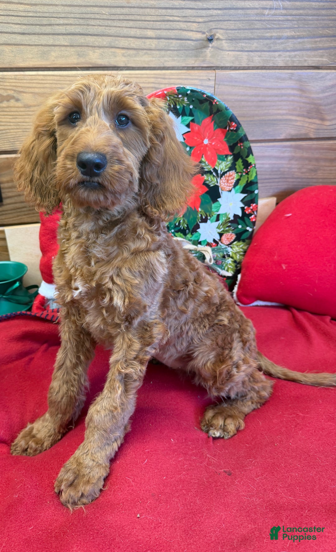 Mini Goldendoodle dogs for sale: Pumpkin - Ad 1