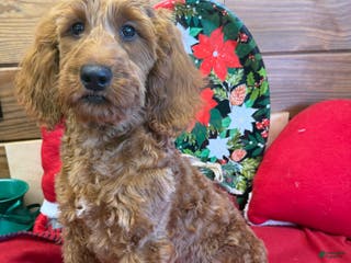 Mini Goldendoodle dogs Pumpkin - Ad 36