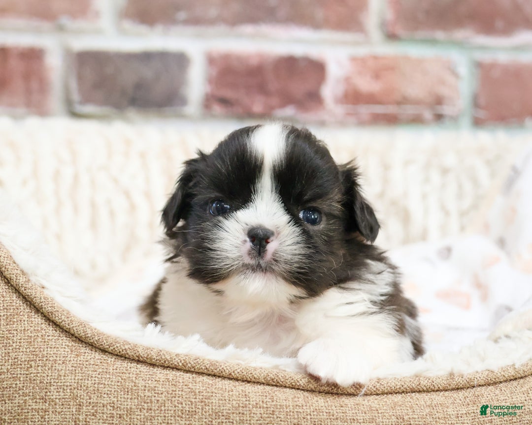Shih Tzu dogs for sale: Aztec - Ad 5
