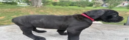 Cane Corso dogs for sale: Pink collar - Ad 4