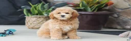 Miniature Poodle dogs for sale: Brunco - Ad 1