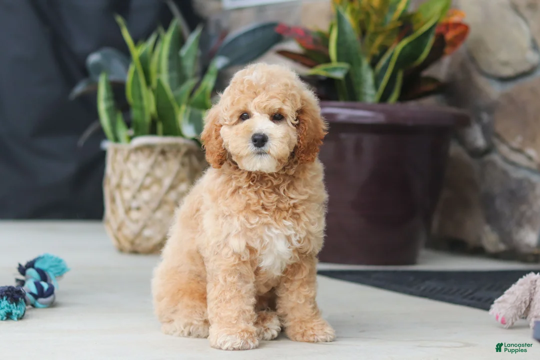 Miniature Poodle dogs for sale: Brunco - Ad 1