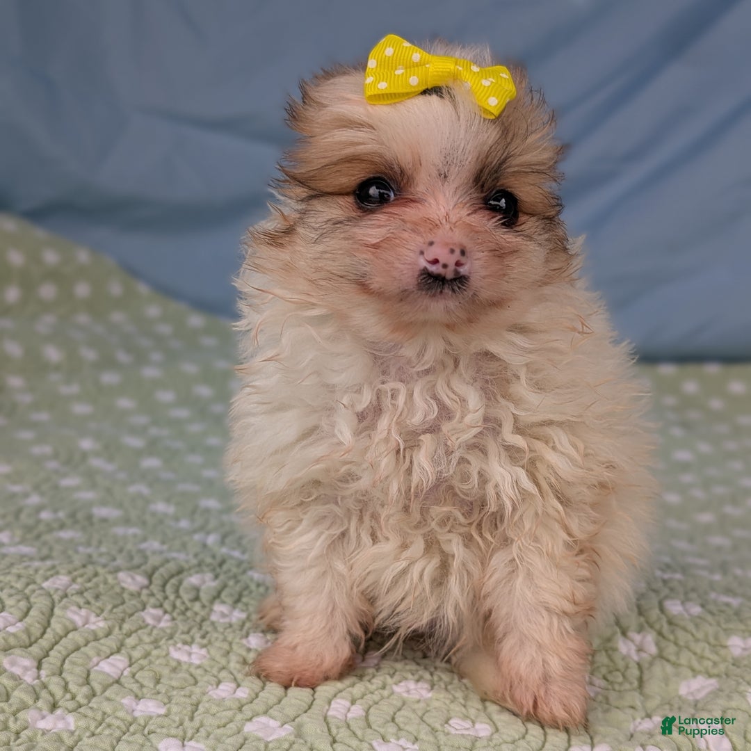 Pomeranian dogs for sale: Flicker - Ad 2