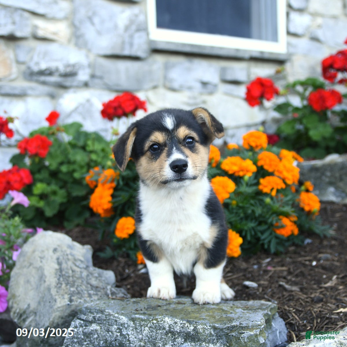 Welsh Corgi Pembroke dogs Hudson - Ad 6