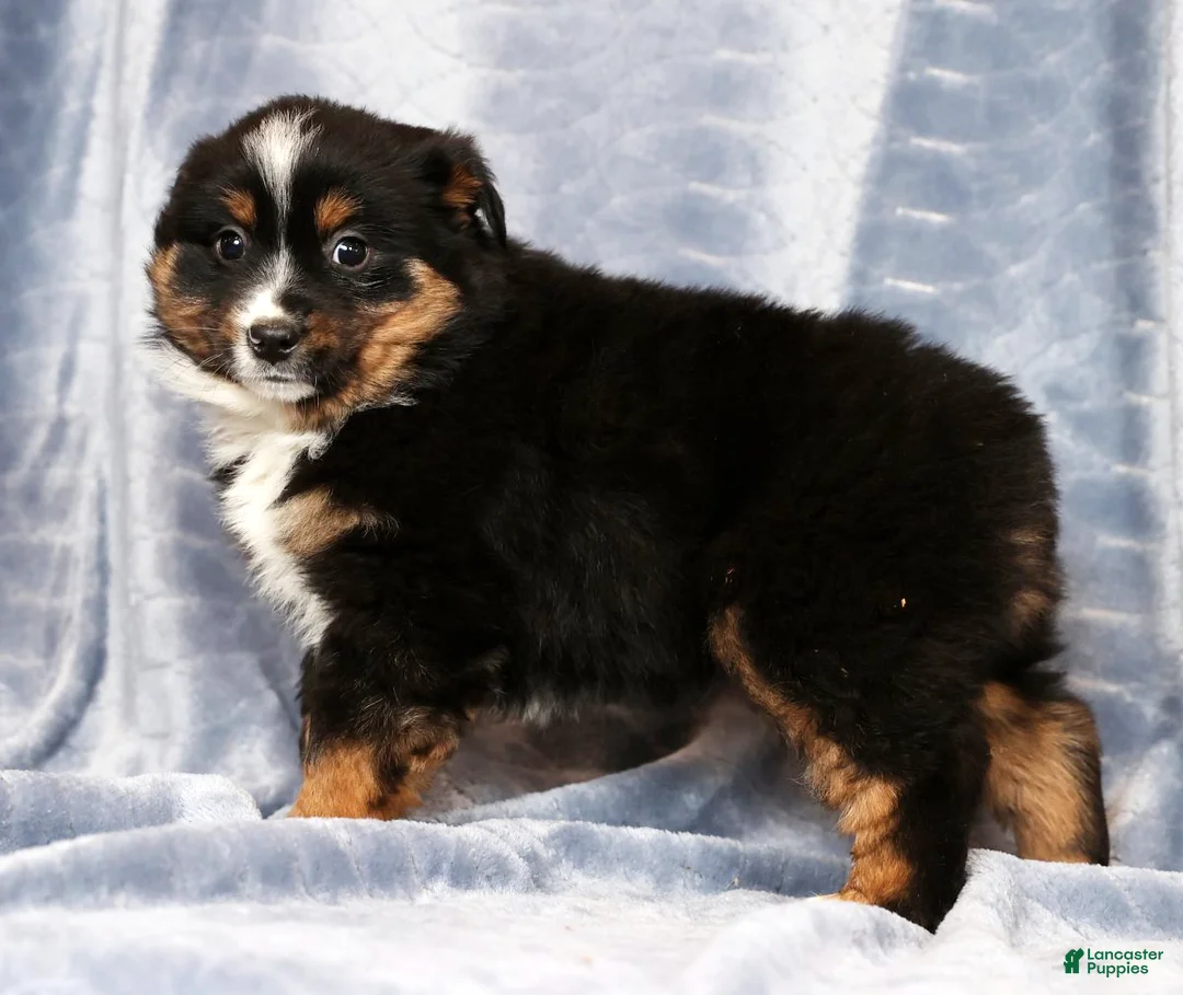 Miniature Australian Shepherd dogs for sale: Elmo - Ad 5