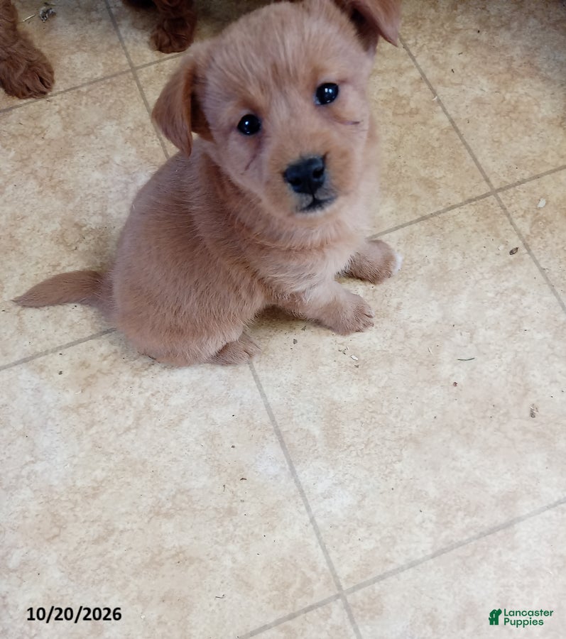 Mixed Breed dogs Maverick - Ad 41