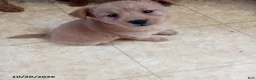 Mixed Breed dogs for sale: Maverick - Ad 1