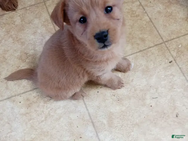 Mixed Breed dogs Maverick - Ad 41