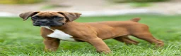 Boxer dogs for sale: Neva Boxer  - Ad 11