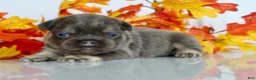 French Bulldog dogs for sale: Marcy Female AKC Fluffy French Bulldog - Ad 3