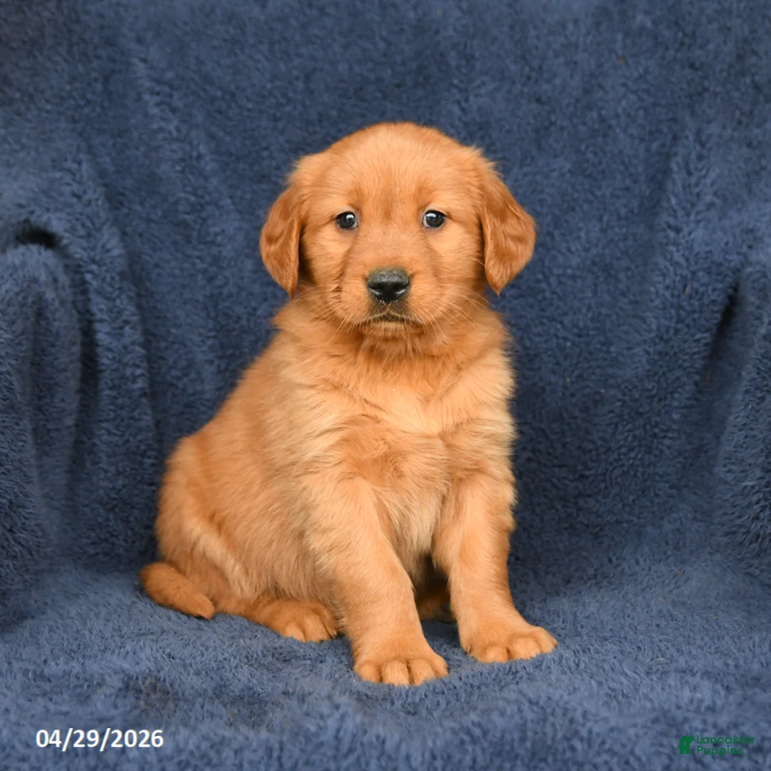 Golden Retriever dogs for sale: Misty - Ad 1