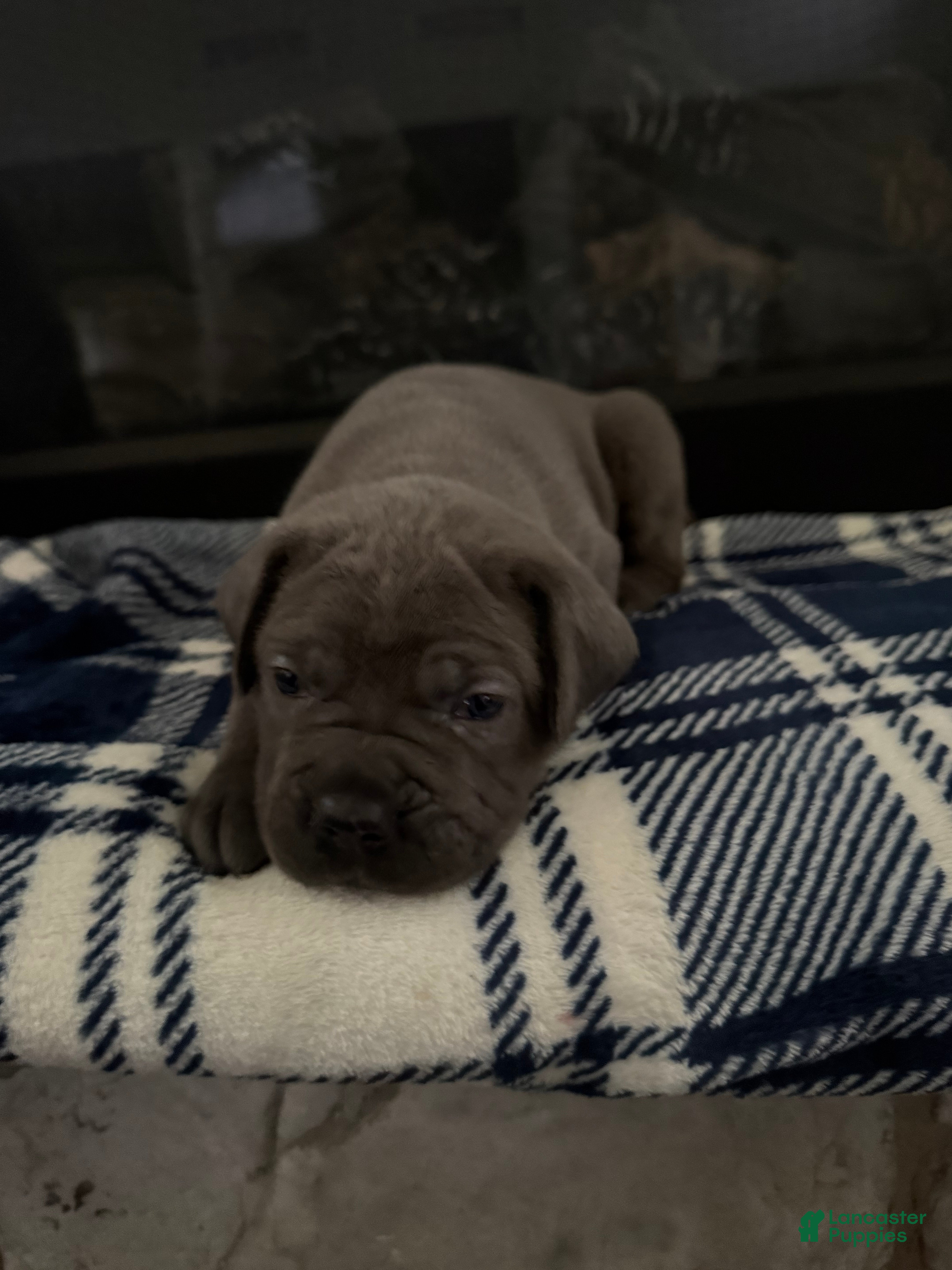 Cane Corso dogs Cane Corso Puppy 4 - Ad 2