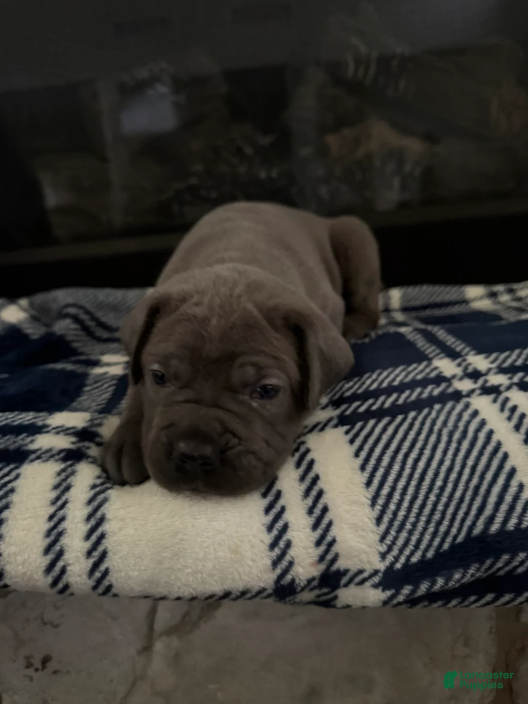 Cane Corso dogs for sale: Cane Corso Puppy 4 - Ad 2