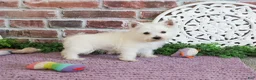 West Highland Terrier dogs for sale: Bonnie - Ad 5