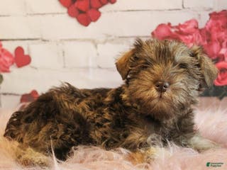 Miniature Schnauzer dogs Felix - Ad 29