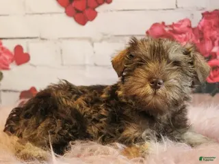 Miniature Schnauzer dogs Felix - Ad 18