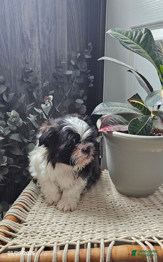 Shih Tzu dogs Ricky - Ad 2