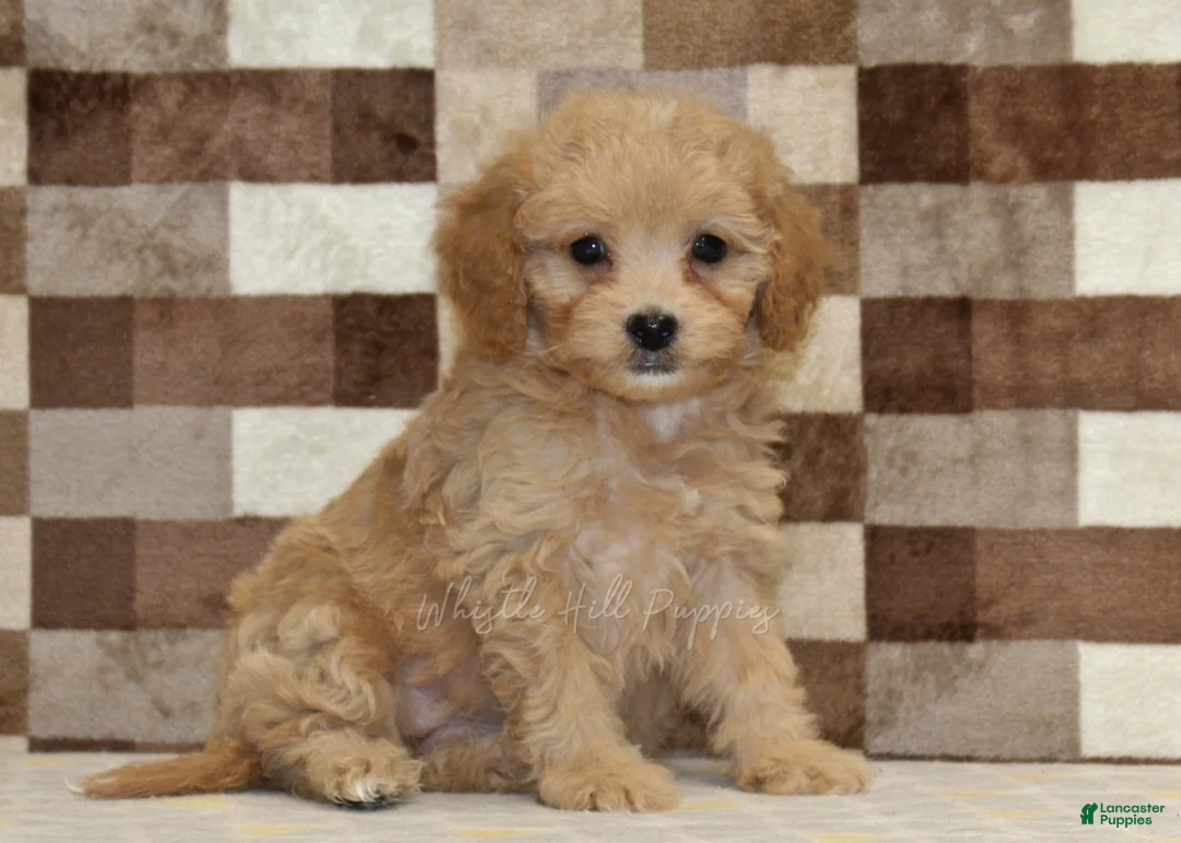 Mixed Breed dogs for sale: Marley - Ad 1