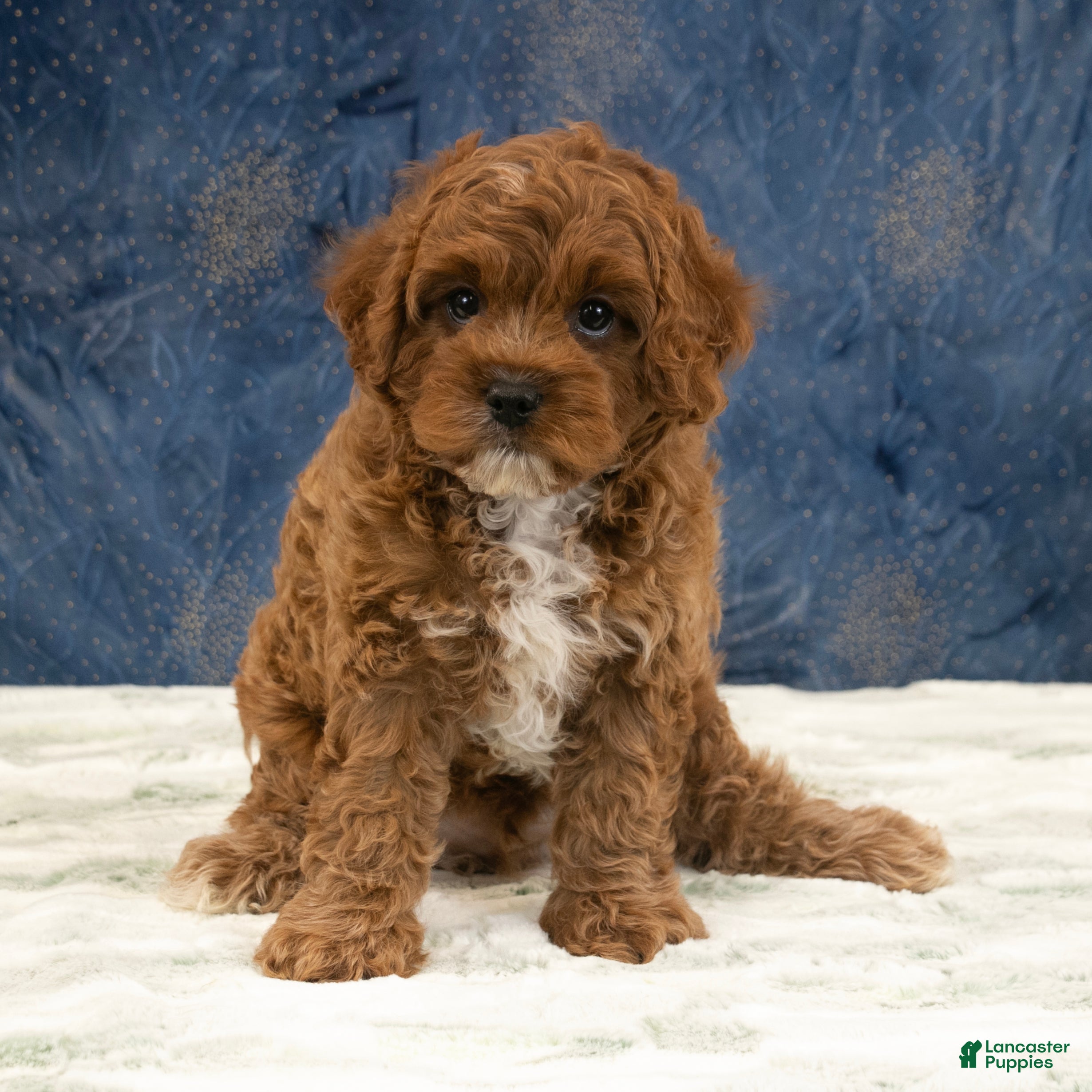 Cavapoo dogs for sale: Oscar - Ad 1