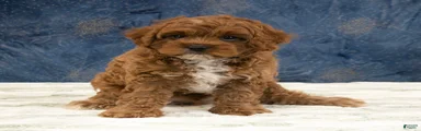 Oscar