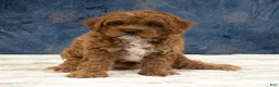 Cavapoo dogs for sale: Oscar - Ad 1
