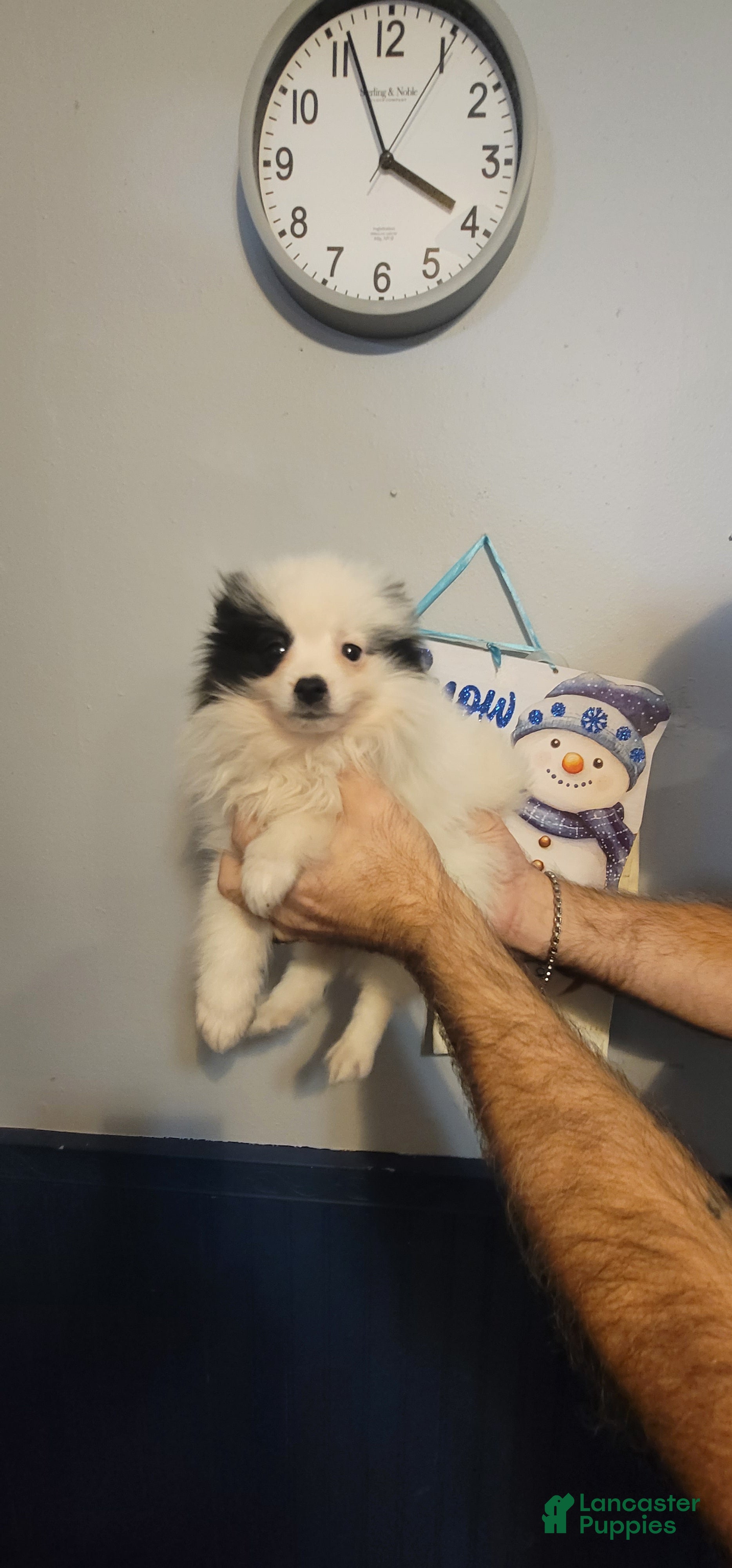 Pomeranian dogs for sale: Paul - Ad 2