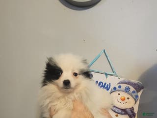 Pomeranian dogs for sale: Paul - Ad 2