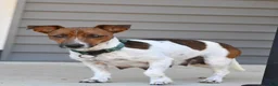 Jackapoo dogs for sale: Jenny - Ad 11