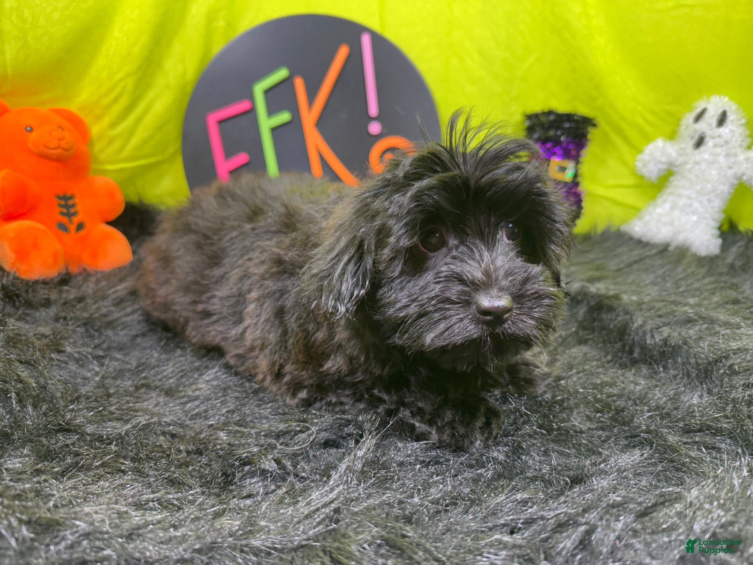 Morkie dogs for sale: Morkie Puppy 1 - Ad 4