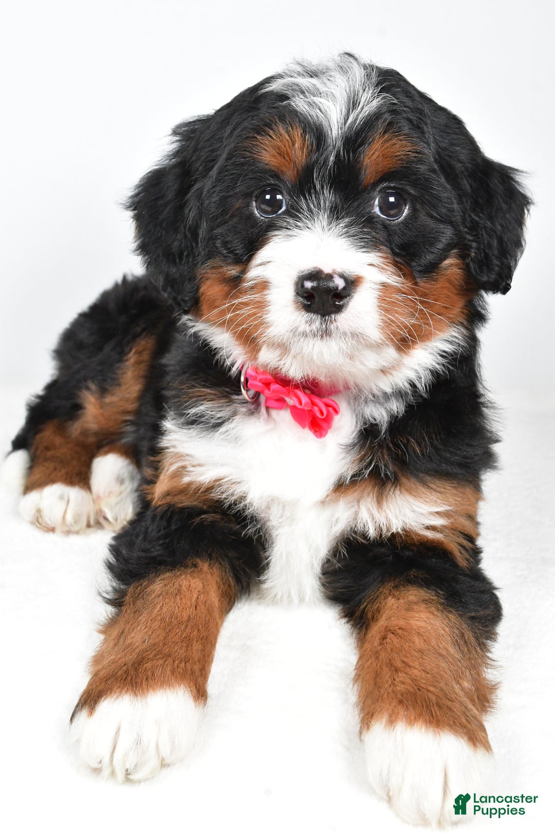 Mini Bernedoodle dogs for sale: Annabell - Ad 4