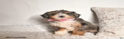 Bernedoodle dogs for sale: Dahlia  - Ad 3