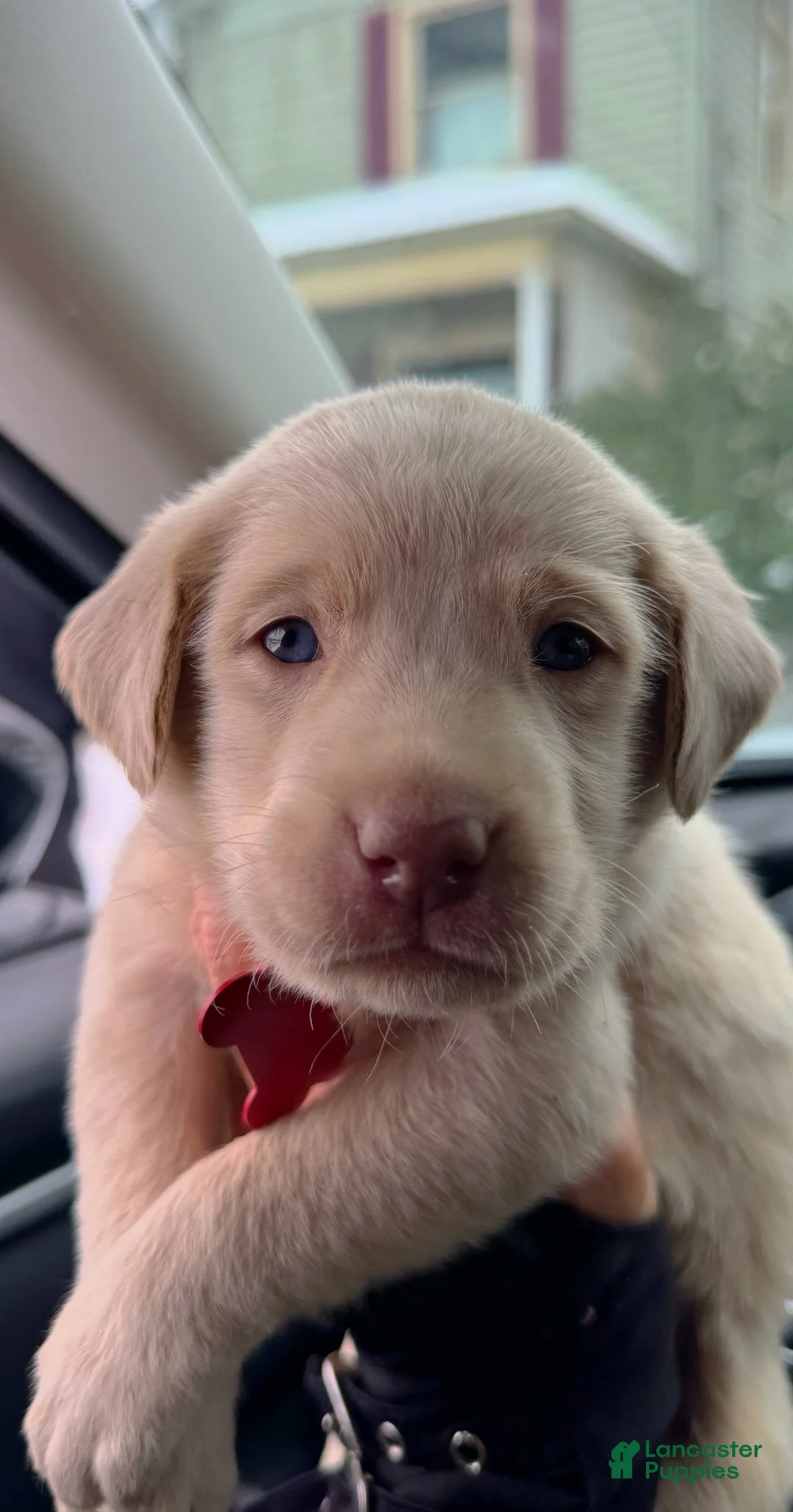 Labrador Retriever dogs for sale: Labrador Retriever Puppy 1 - Ad 17