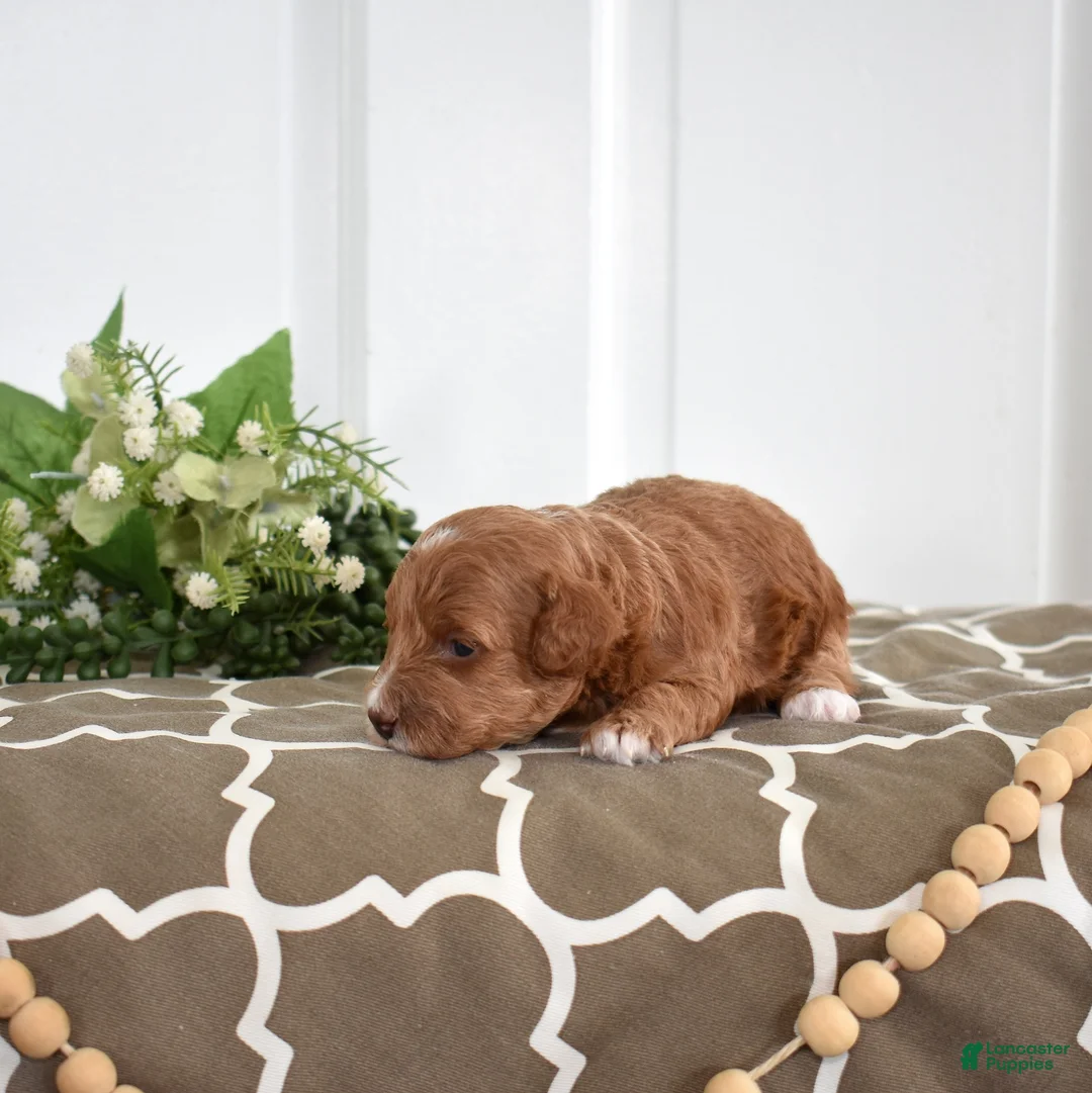 Toy Poodle dogs for sale: Petunia  - Ad 6