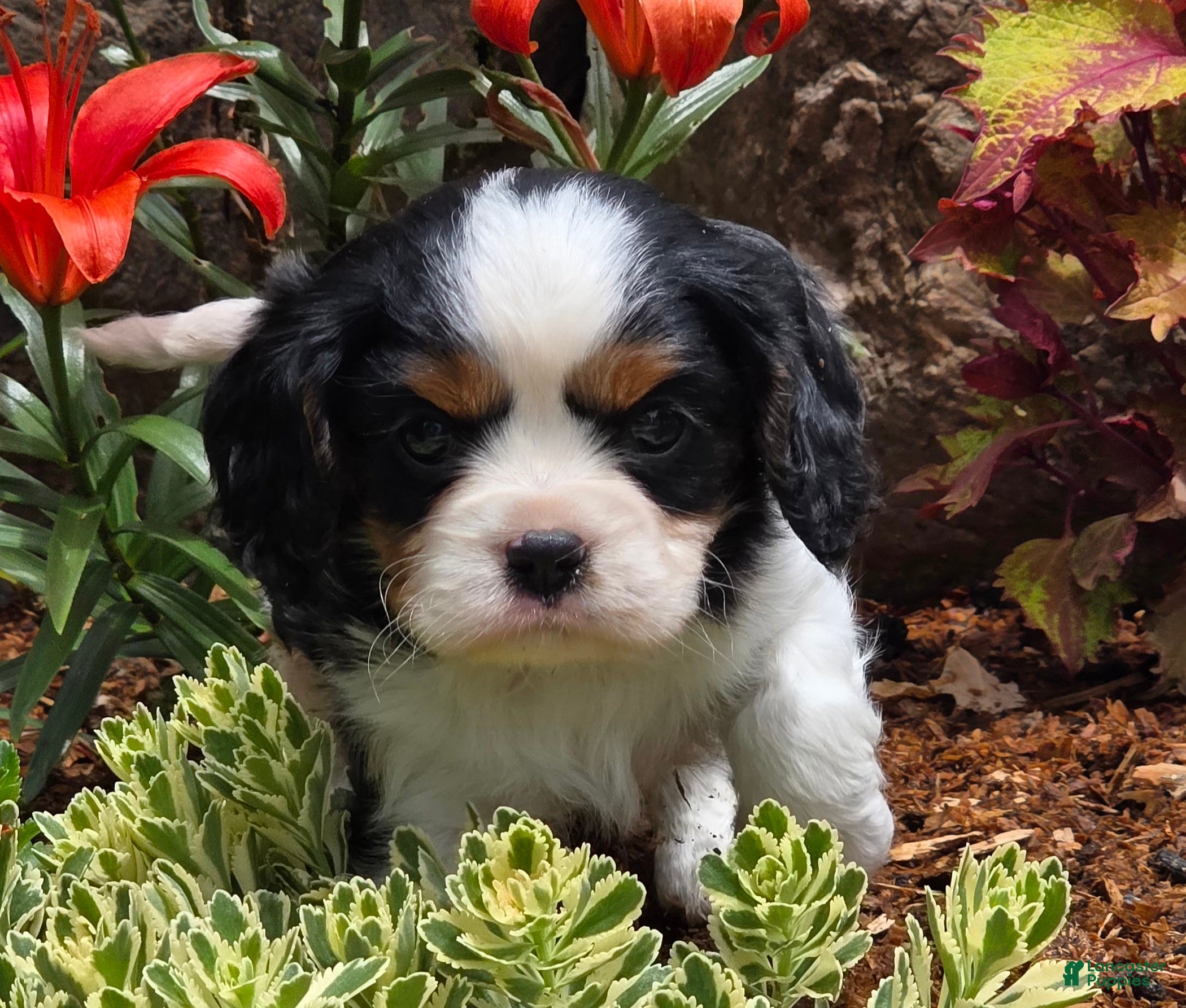 Cavalier King Charles Spaniel dogs Phlox - Ad 2