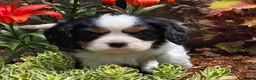 Cavalier King Charles Spaniel dogs for sale: Phlox - Ad 2